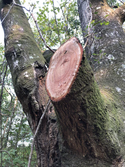 Because the knives in the Fecon BLACKHAWK generate a cutting action, it is able to make a precise cut in large limbs, comparable to a chainsaw.