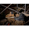 618 Brunt Spring Boots 3205