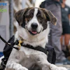 K9 Fundraising Campaign Social Pavement Maintenance Post